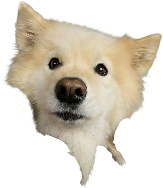 Ilustração de um cão sentado, mascote do quiz nutricional