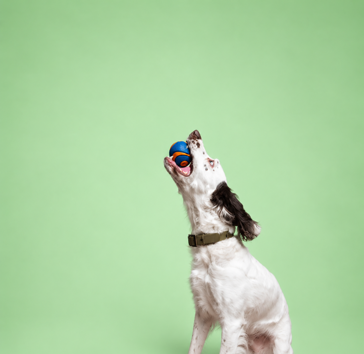 Cão branco com manchas pretas brincando com uma bola colorida em fundo verde